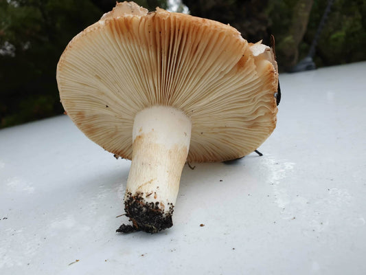 Food Isn't Medicine, But Mushrooms Can Heal Us?